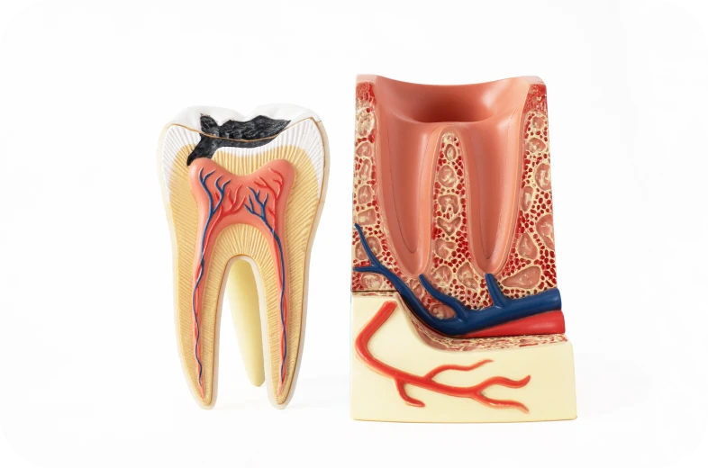 Coupe anatomique d'une dent montrant la pulpe et la dentine